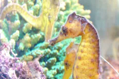 タツノオトシゴハウス